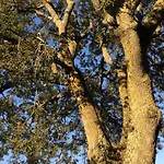 Oak Tree Montefelcino