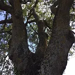 Oak Tree *