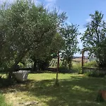 Oak Tree Montefelcino