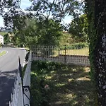 Oak Tree