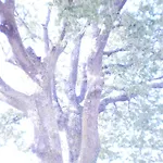 Appartement Oak Tree