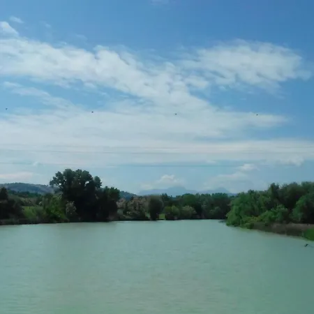 Oak Tree * Montefelcino