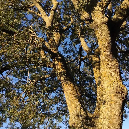 Oak Tree Montefelcino