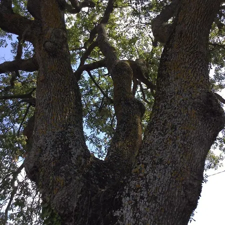 Oak Tree *