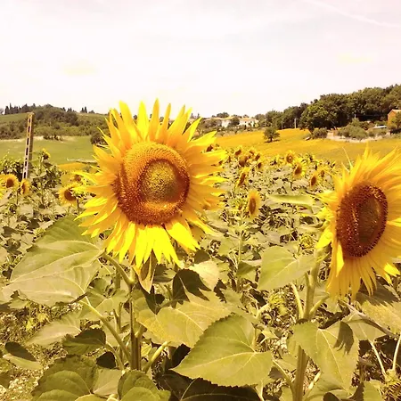 דירה Oak Tree Montefelcino