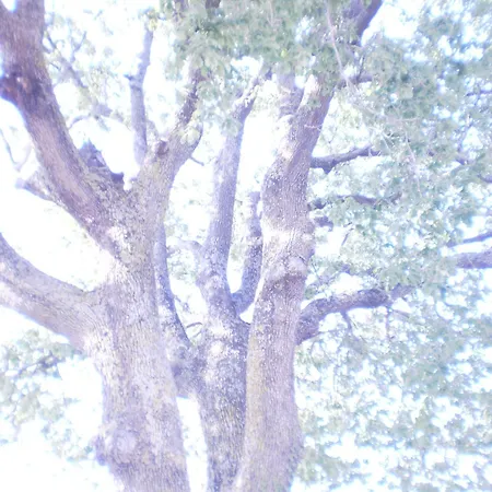 Apartment Oak Tree
