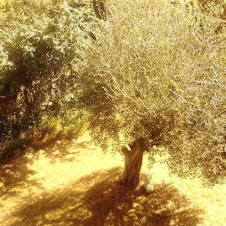 Apartment Oak Tree *