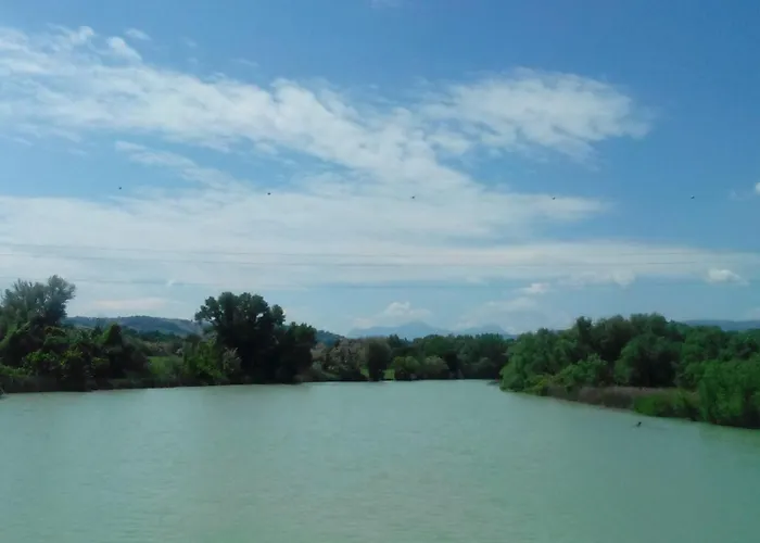 Oak Tree * Montefelcino