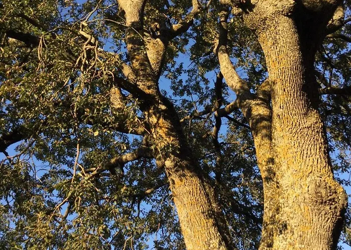Oak Tree Montefelcino