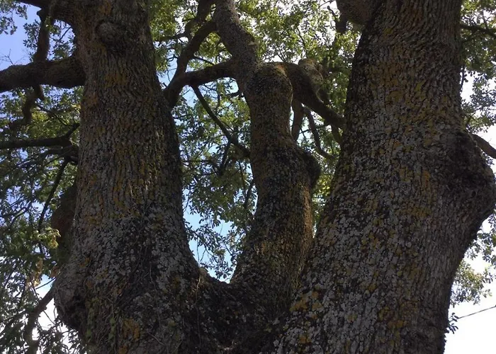 Oak Tree *