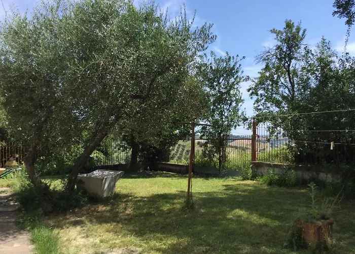 Oak Tree Montefelcino