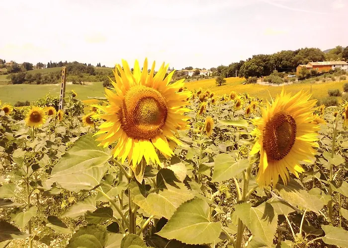 דירה Oak Tree Montefelcino