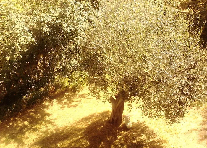 דירה Oak Tree *